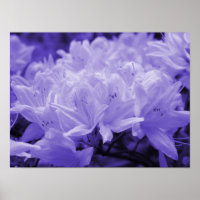 Lilac Lilies Print