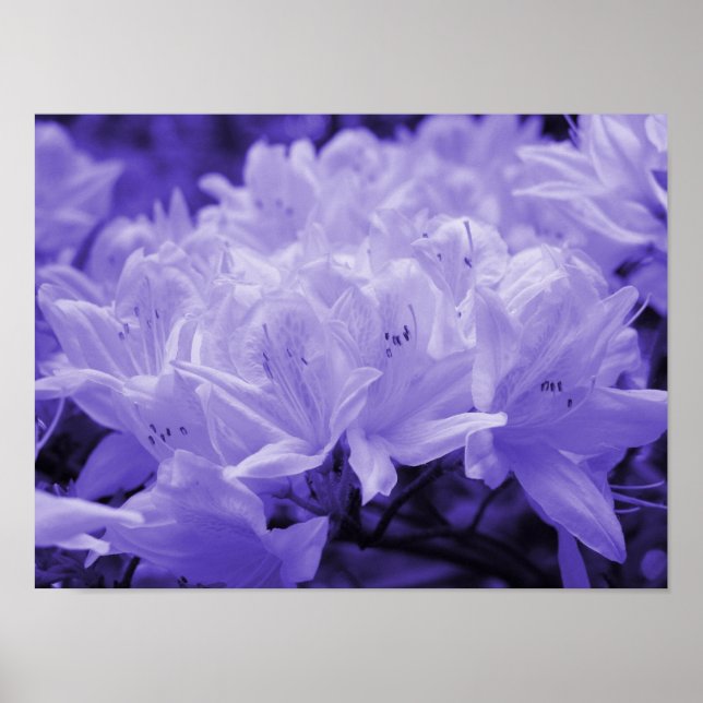 Lilac Lilies Print Poster (Vorne)