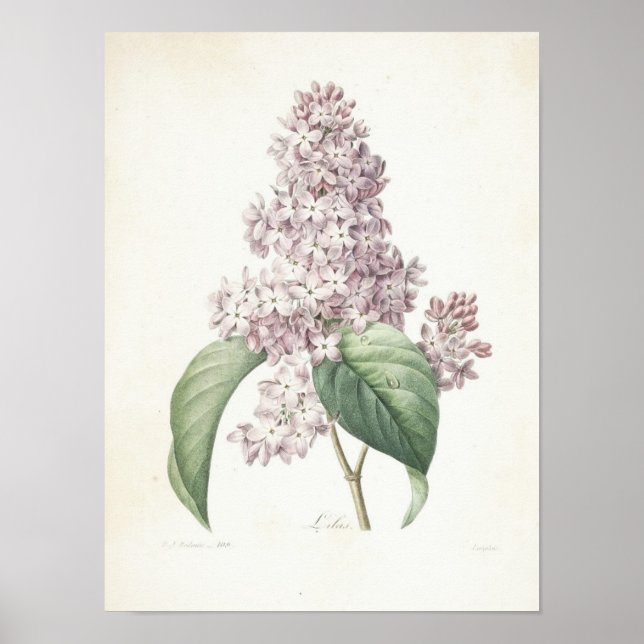 Lilac oder Lilas Poster (Vorne)