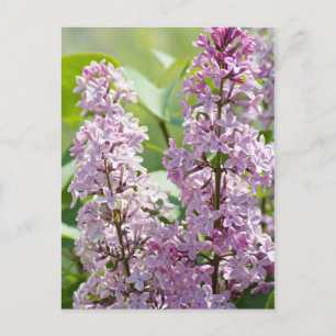 Lilac P5390 Postkarte