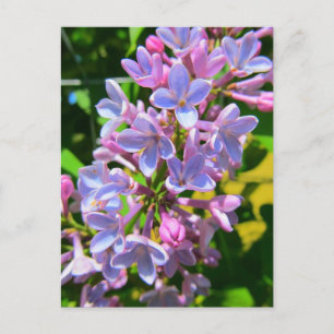 Lilac Postcard Postkarte
