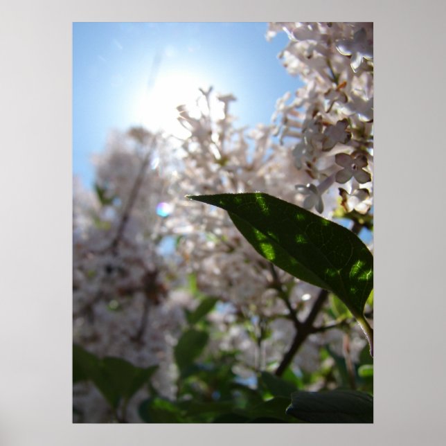Lilac Poster (Vorne)