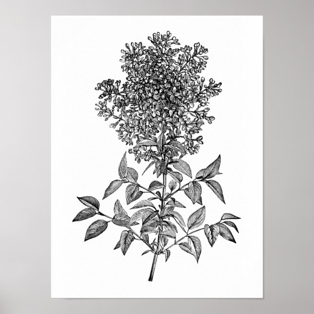 Lilac Poster (Vorne)