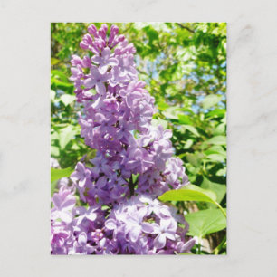 Lilac Postkarte