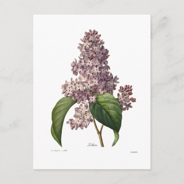 Lilac Postkarte (Vorderseite)