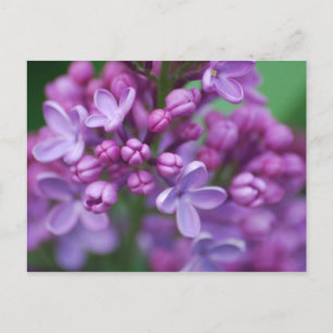 Lilac Postkarte