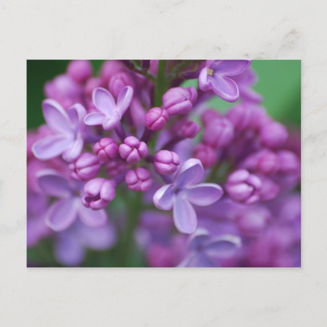 Lilac Postkarte (Vorderseite)