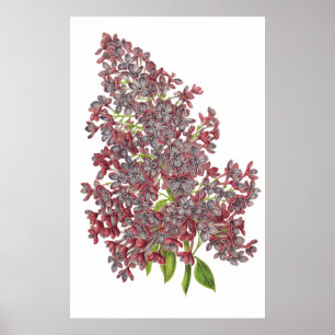 Lilac PREMIUM BOTANICAL DRINT Poster