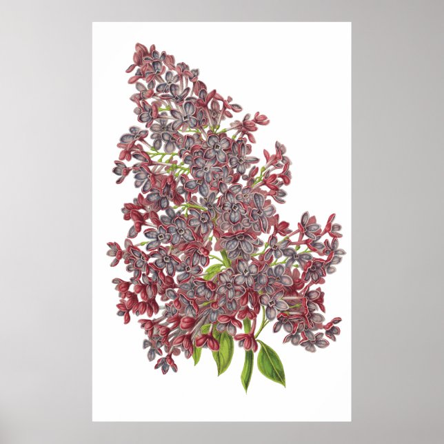 Lilac PREMIUM BOTANICAL DRINT Poster (Vorne)