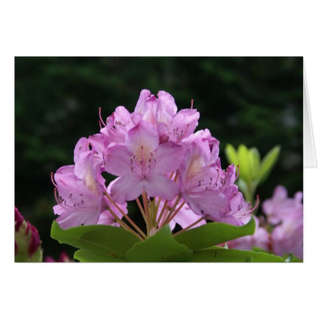 Lilac Rhododendron (Vorderseite (Horizontal))