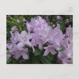 Lilac Rhododendron Blume DIY Postkarte
