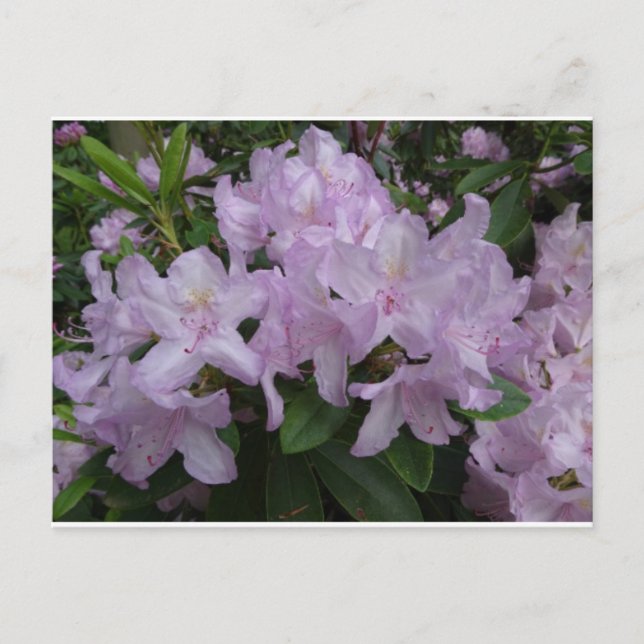 Lilac Rhododendron Blume DIY Postkarte (Vorderseite)