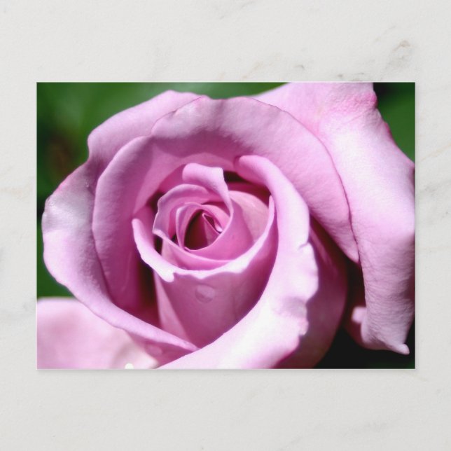 Lilac Rose Postkarte (Vorderseite)