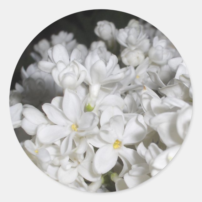 Lilac Runder Aufkleber (Vorderseite)