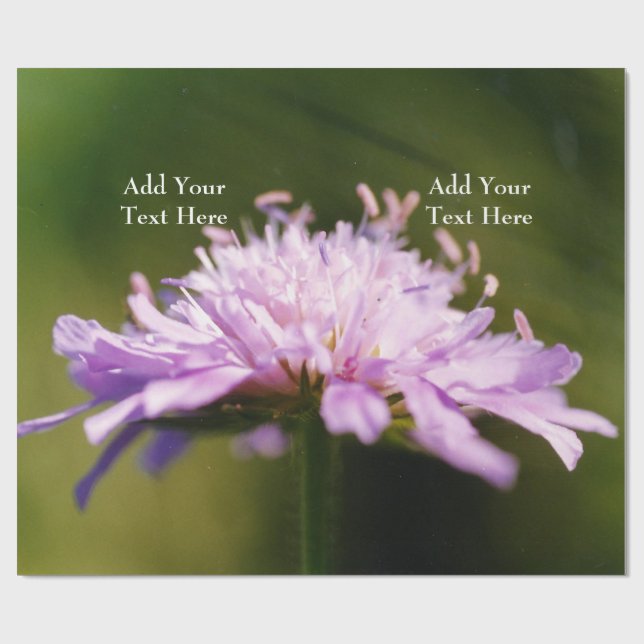 Lilac Scabious (Knautia arvensis) Blume Custom Geschenkpapier (Flach)