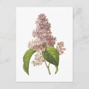 lilac(Syringa sp) von Redouté Postkarte