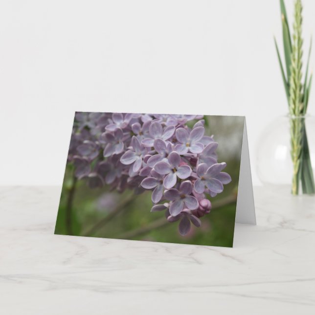 Lilac (Syringa spp.) Karte (Vorderseite)