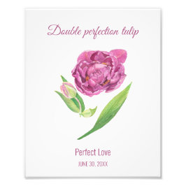 Lilac tulip double perfekte Liebe Fotodruck