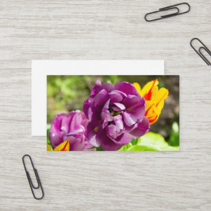 Lilac tulips an einem sonnigen Tag