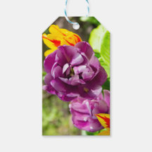 Lilac tulips an einem sonnigen Tag