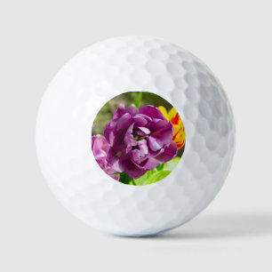 Lilac tulips an einem sonnigen Tag Golfball
