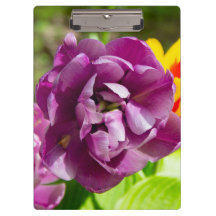 Lilac tulips an einem sonnigen Tag