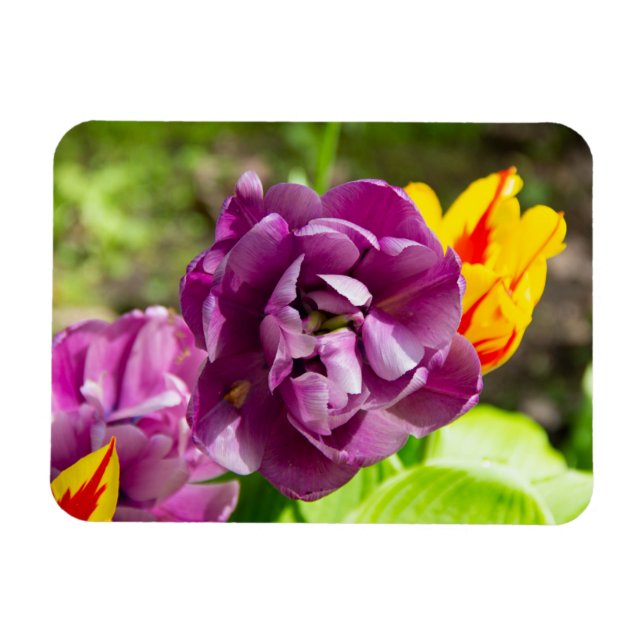 Lilac tulips an einem sonnigen Tag Magnet (Horizontal)