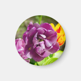 Lilac tulips an einem sonnigen Tag Magnet