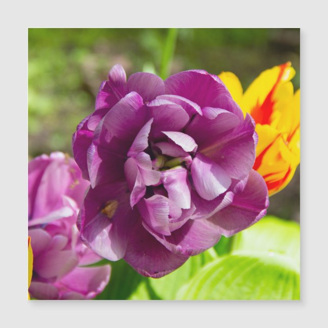 Lilac tulips an einem sonnigen Tag Magnetkarte (Vorderseite)