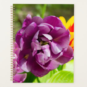 Lilac tulips an einem sonnigen Tag Planer