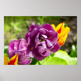 Lilac tulips an einem sonnigen Tag Poster