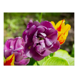 Lilac tulips an einem sonnigen Tag Poster