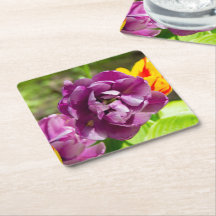 Lilac tulips an einem sonnigen Tag