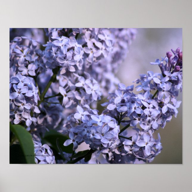 Lilac Vision Print Poster (Vorne)