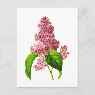 Lilac von Pierre Joseph Redoute Postkarte