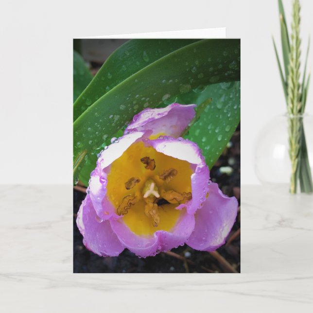Lilac Wonder Tulip, Karte (Vorderseite)