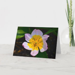 Lilac Wonder Tulip, Karte