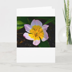 Lilac Wonder Tulip, Karte
