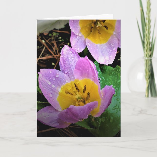 Lilac Wonder Tulip, Karte (Vorderseite)