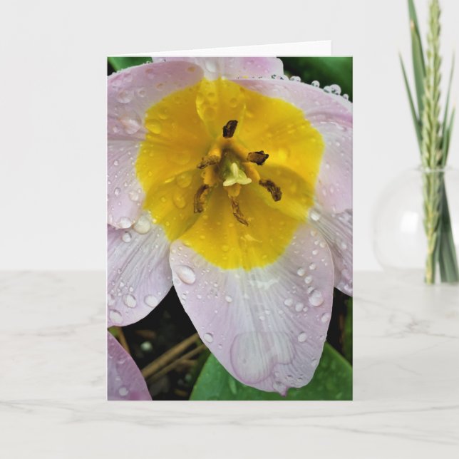 Lilac Wonder Tulip, Karte (Vorderseite)