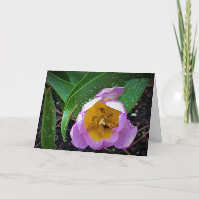 Lilac Wonder Tulip, Karte (Vorderseite)