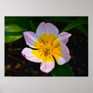 Lilac Wonder Tulpe, Poster