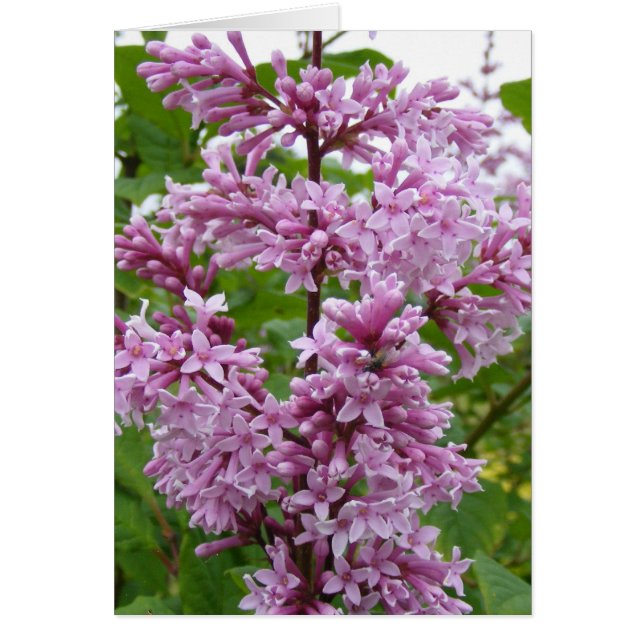 Lilacs Blooming (Vorne)