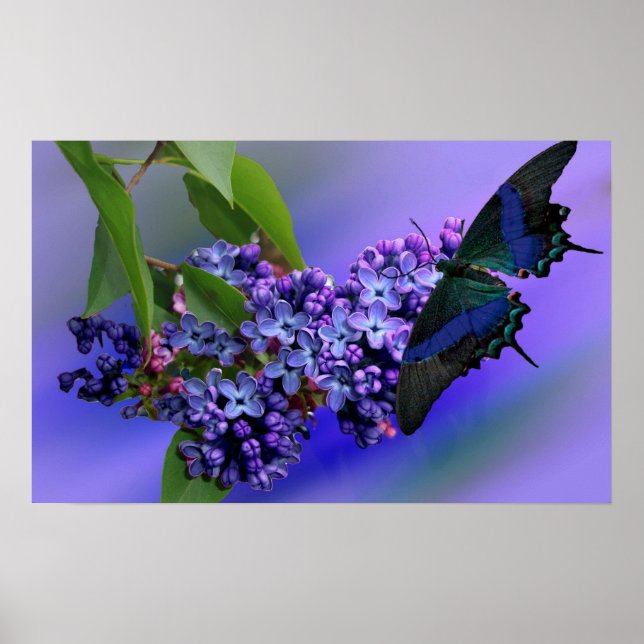 Lilacs & Butterfly Poster (Vorne)