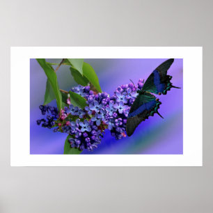 Lilacs & Butterfly Poster
