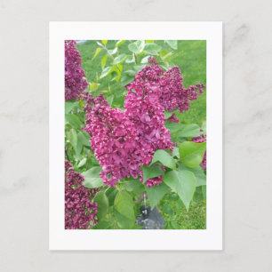 Lilacs im Frühjahr Postkarte
