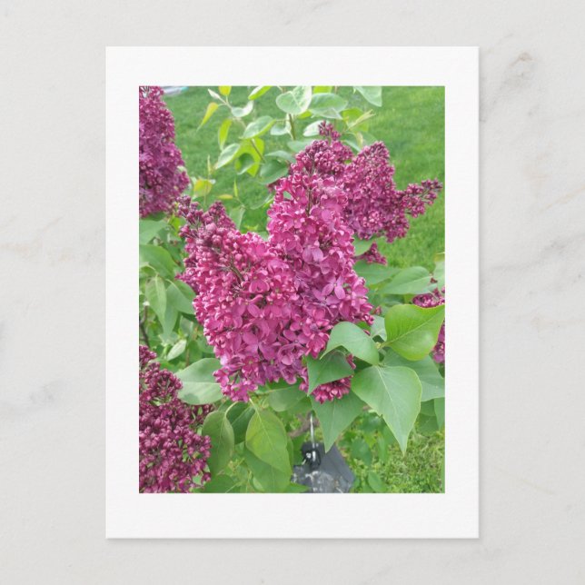 Lilacs im Frühjahr Postkarte (Vorderseite)