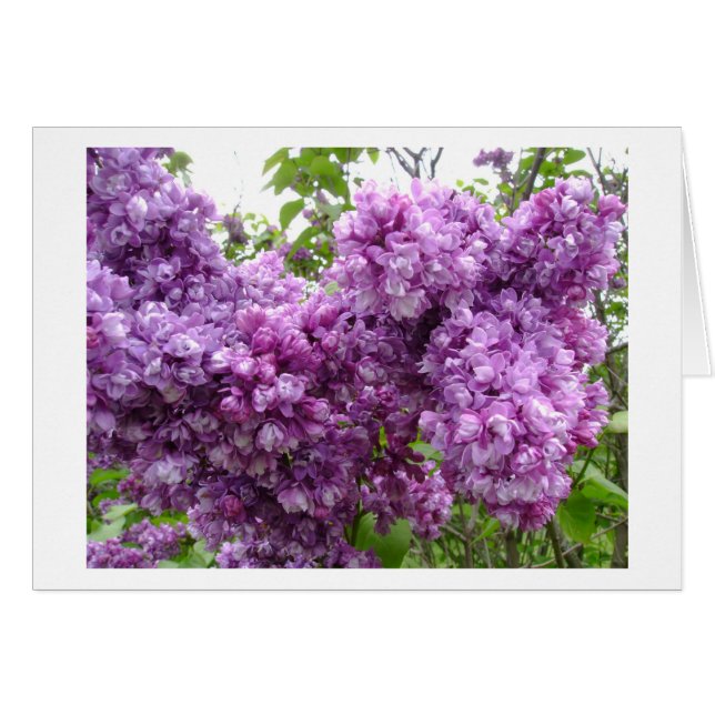 Lilacs in Bloom (Vorderseite (Horizontal))