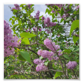 Lilacs in Bloom Fotodruck