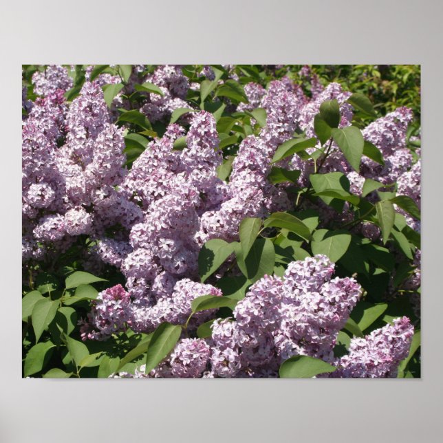 Lilacs in Bloom in East Lansing Poster (Vorne)